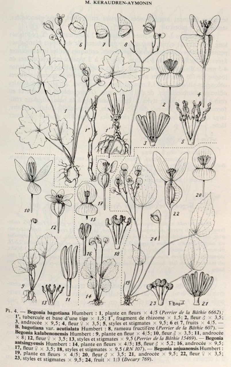 B. bagotiana var. bagotiana
